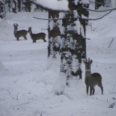A ide sa na kukuričku!