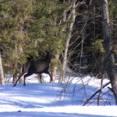 Kde je niečo pod zub?