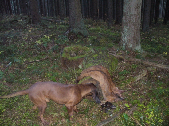 výcvik na umelej stope :D