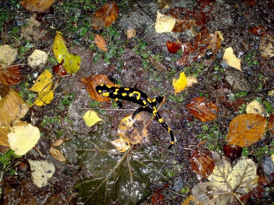 Salamandra