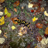 Salamandra