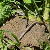 jasterica zelena