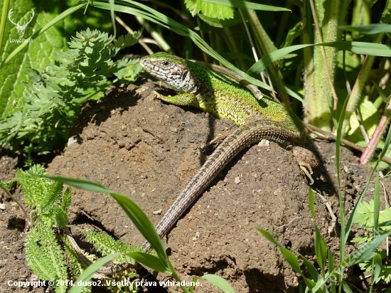 jasterica zelena