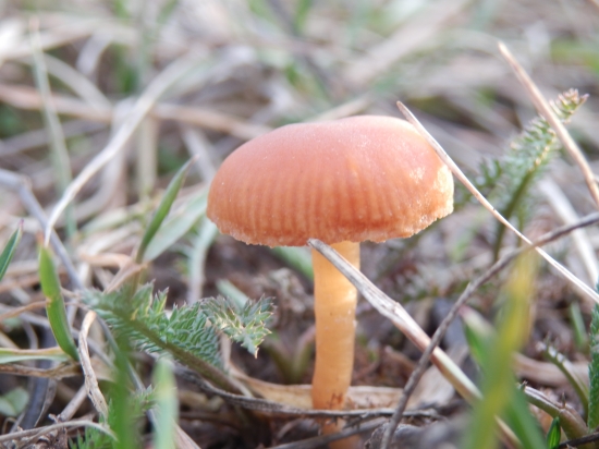 S Macro môže byť aj niečo malinké obrovské