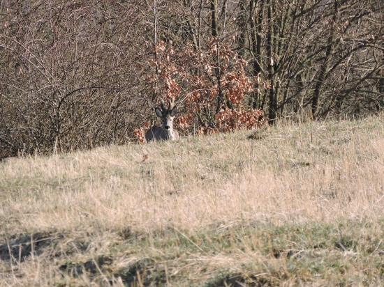 ešte v lyku