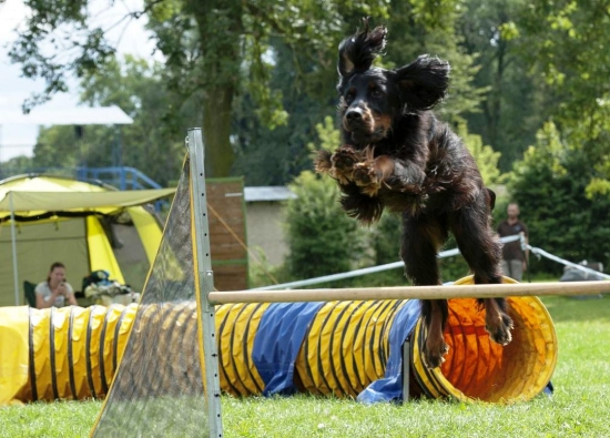 Gordon nejen běhá, ale i skáče :-)