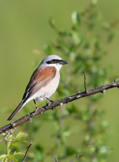 Strakoš červenochrbtý