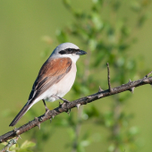 Strakoš červenochrbtý