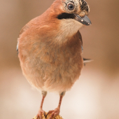 Sojka škriekavá(zvedavá)