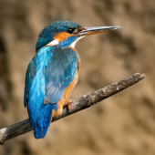 Rybárik riečny (samička)