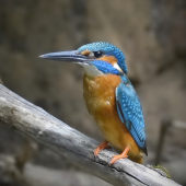 Rybárik riečny ( samček)