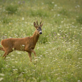 Srnec lesný