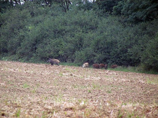 rodinka