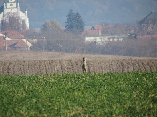 pekný