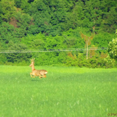 k fotke ID:164558