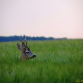 prechádzka v obilí