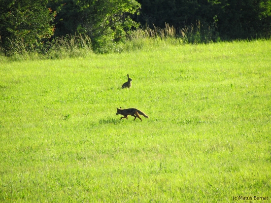 líška a zajac