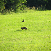 líška a zajac