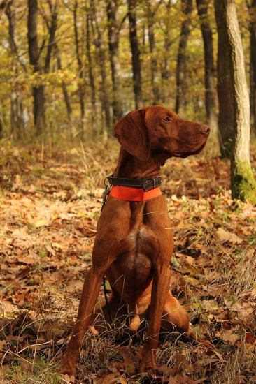 tí počerní hubári sa mi nezdajú :D