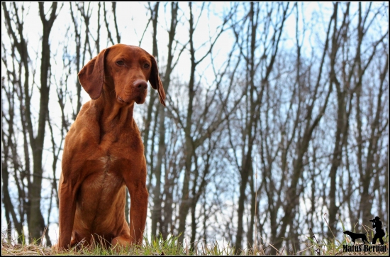 Maďarský krátkosrstý stavač