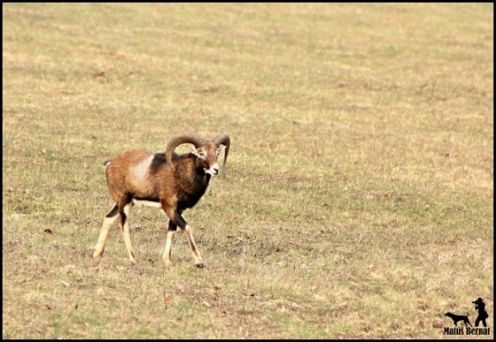 muflónia zver5