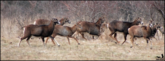 muflónia v behu