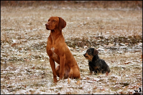 jazvečík nájdený pri prikrmovaní