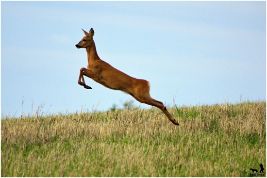 hop...