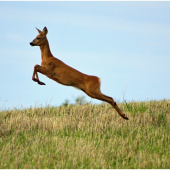 hop...