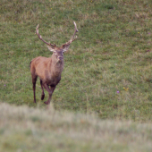 ako ma jeleň naháňal