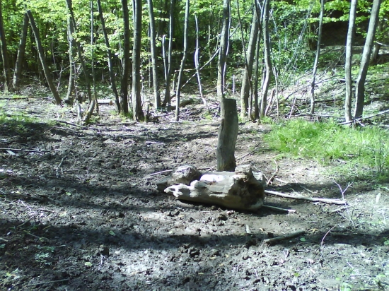 oblubene solisko