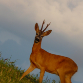 privábený fešák 2010