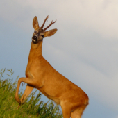 ešte jednu som si dovolil