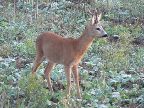nádejný