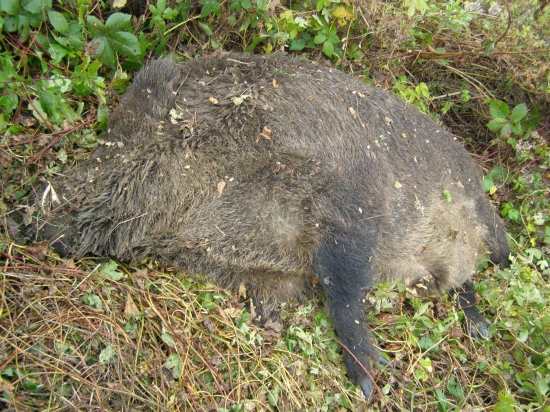 taký menší východoslovenský skoromacko