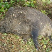 taký menší východoslovenský skoromacko