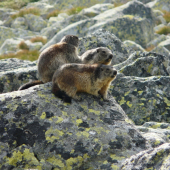 svišť vrchovský tatranský