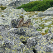 svišť vrchovský tatranský