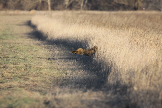 divomačací tlustoprd