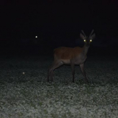 Spálim Ťa pohľadom