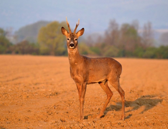 Slovenské Safari