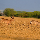 Von z môjho teritória!