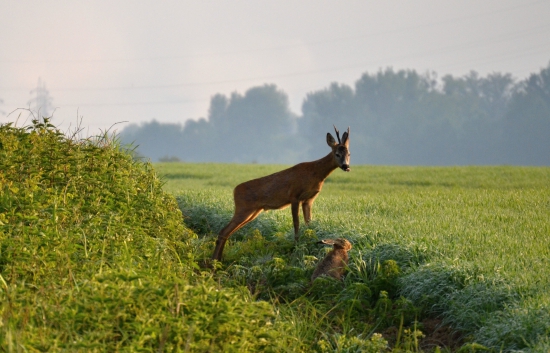Mňam, aký chutný zajačik