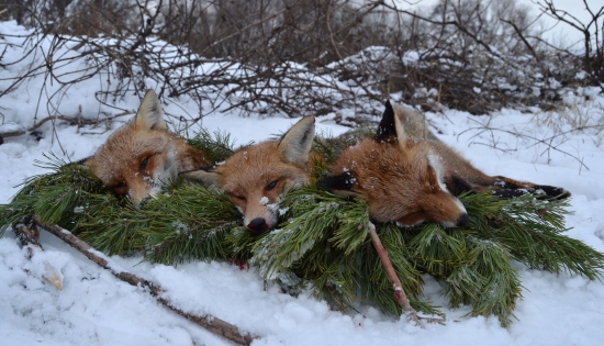 Keď patróni prajú