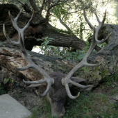 Ruja 2012