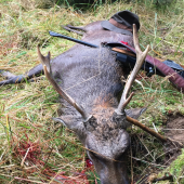 Sika