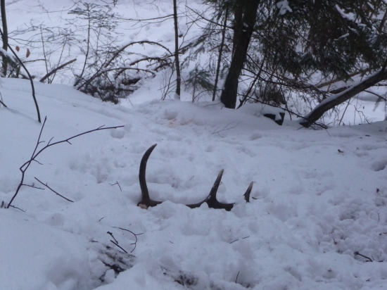 Pri odchode zo silaže 1/2018