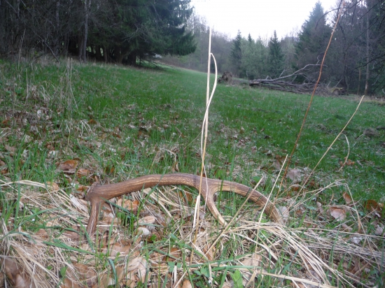 Včerajši šestorák 45/2018 - so synom.