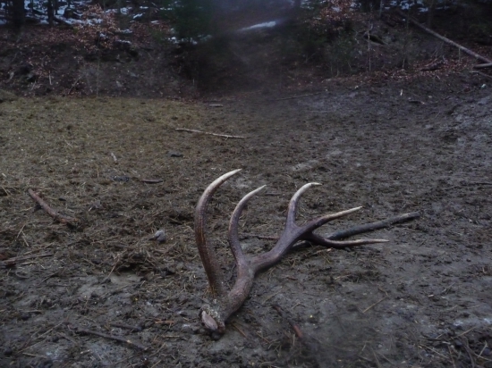 Kvietok pre manželku na MDŽ, 6/2018