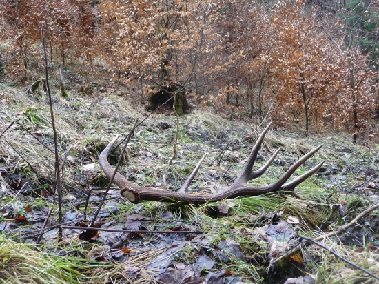 Šesnástorák na prvéj vychádzke mimo krmenia.  9/2018